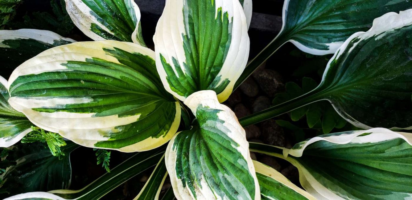 justin hu dfVz5ute9Tk unsplash