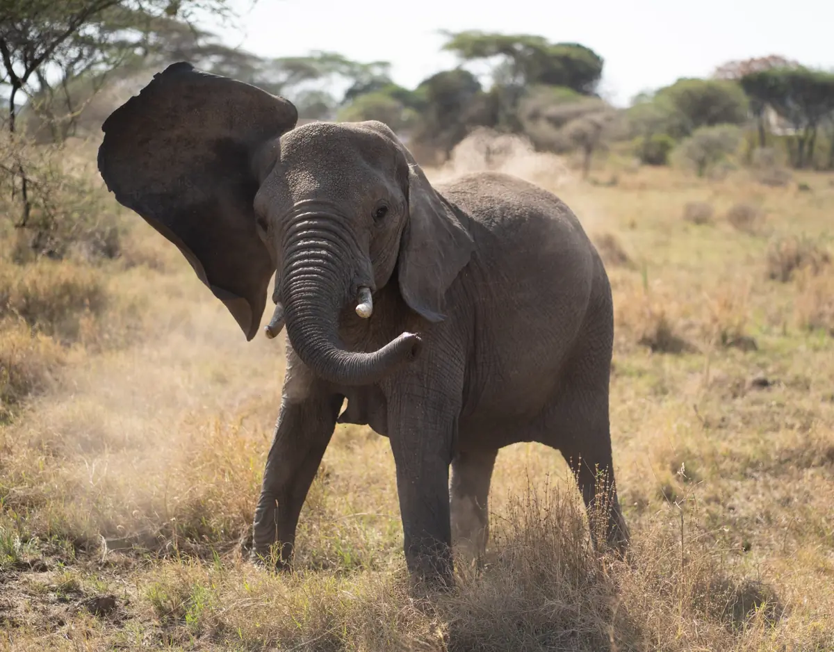 Elefant in Tansania