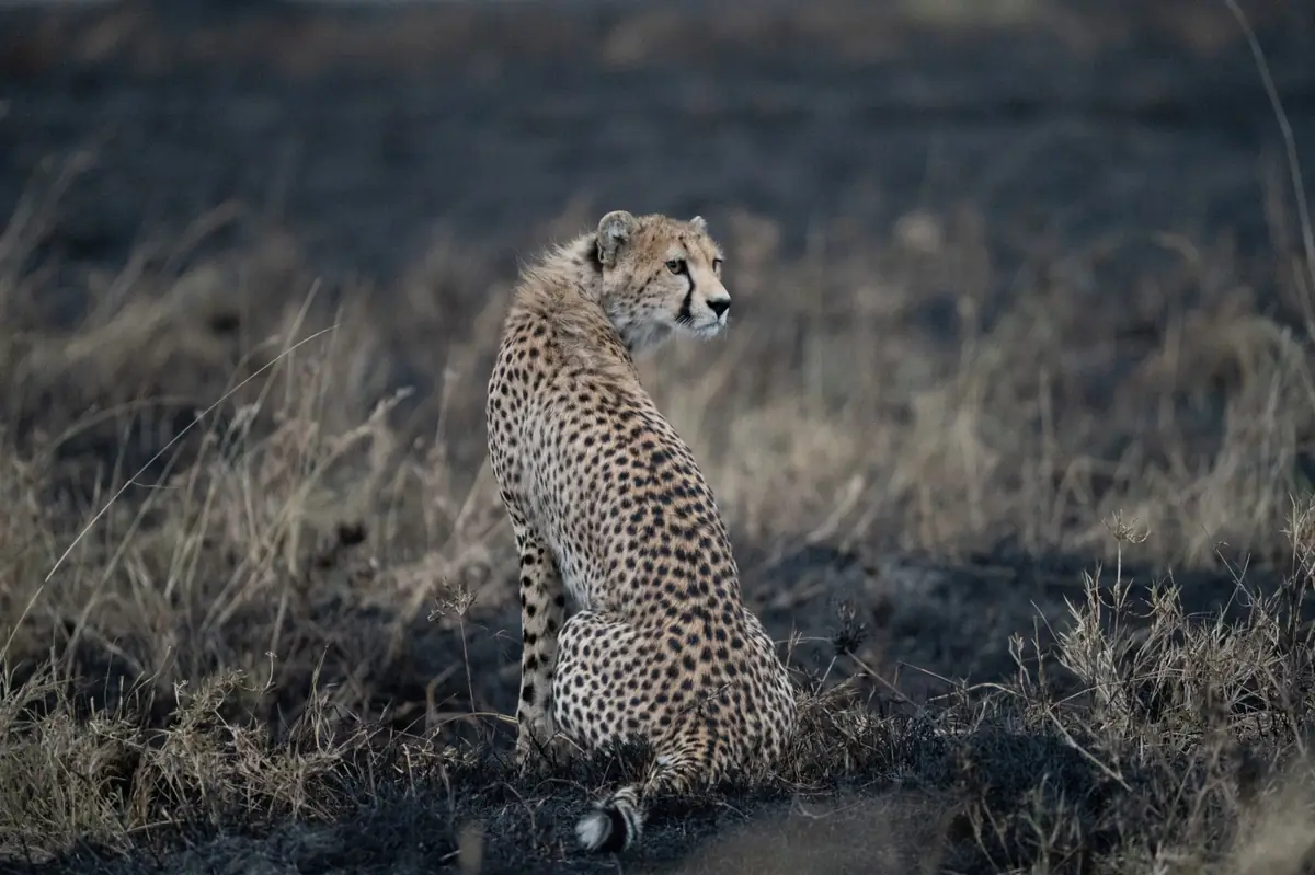 Gepard in Tansania