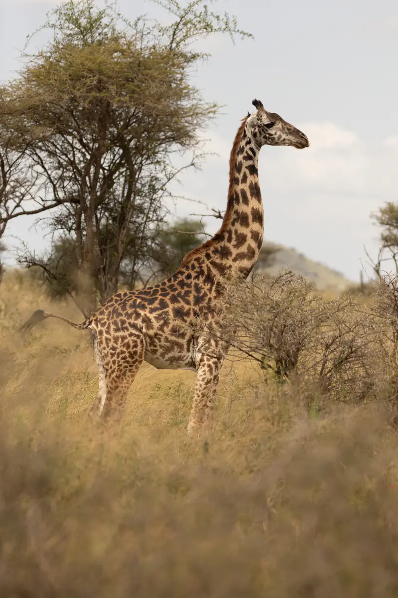 Giraffe in Tansania