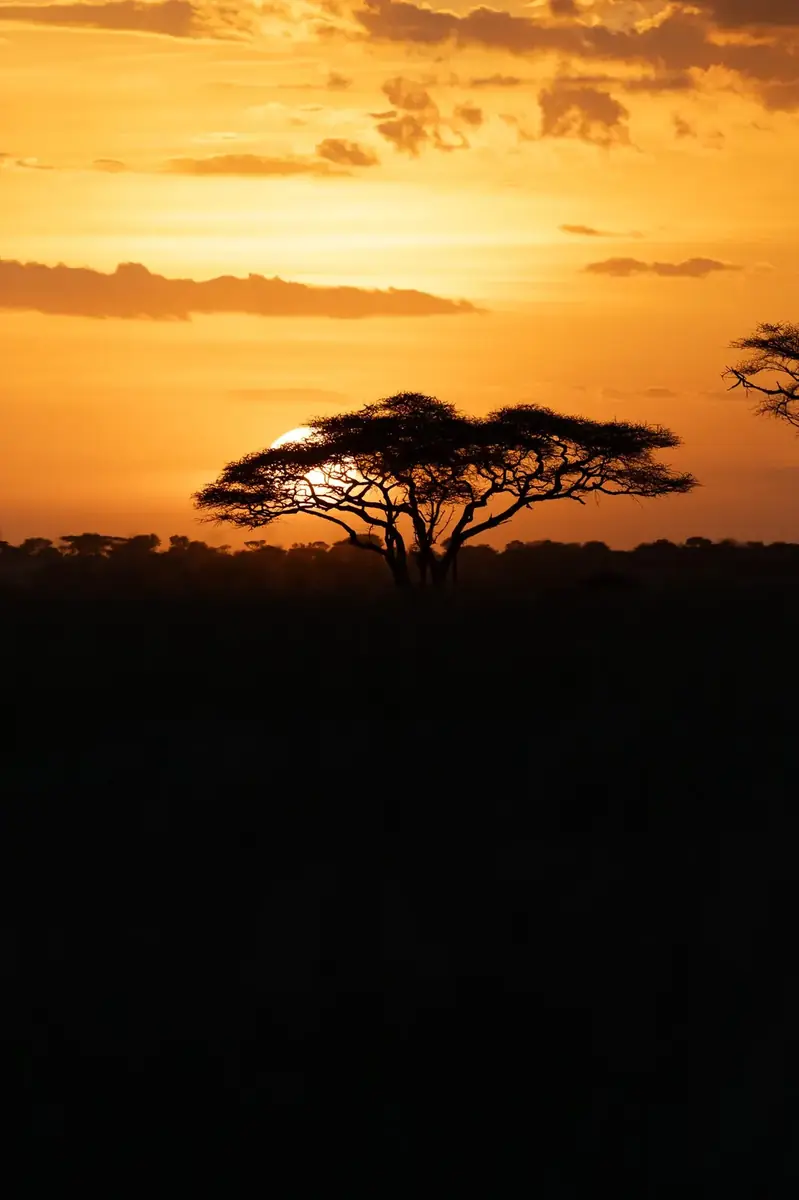Sonnenuntergang mit Akazie in Tansania